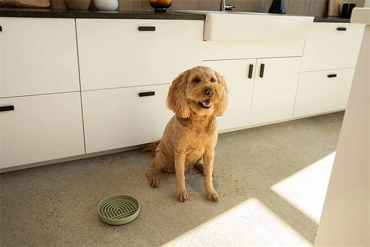 Pet supplies Slow Food  Bowl